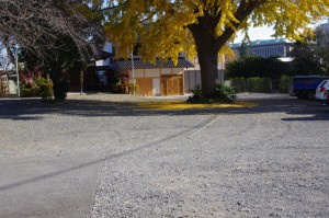 黄色い絨毯が広がりだした。少しずつ葉が散り始めているという事。